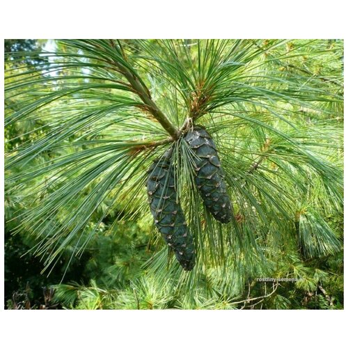  350   -   (. Pinus Excelsa)  15