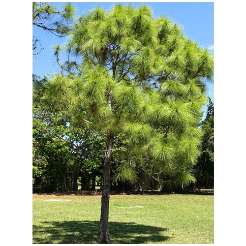  356    /   / Pinus elliottii, 20 