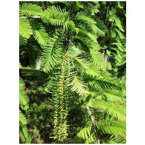  365    () / Metasequoia glyptostroboides, 30 