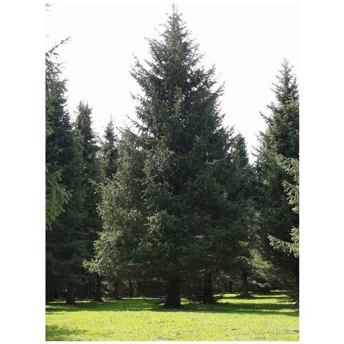  365   - /    / Picea schrenkiana tianschanica, 20 