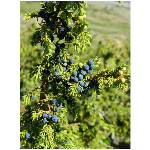  356    () / Juniperus sibirica Burgsd, 30 
