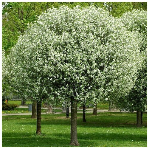  590   (. Prunus maackii)  15