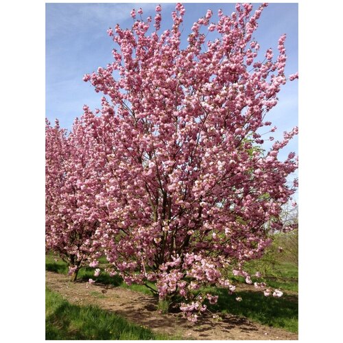 401     ( ) / Prunus serrulata, 10 
