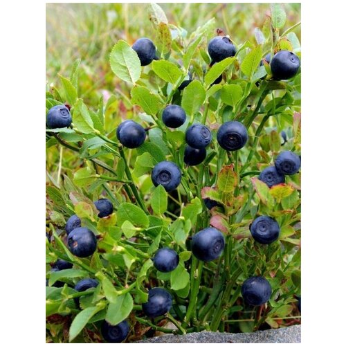  400    (Vaccinium myrtillus), 40 