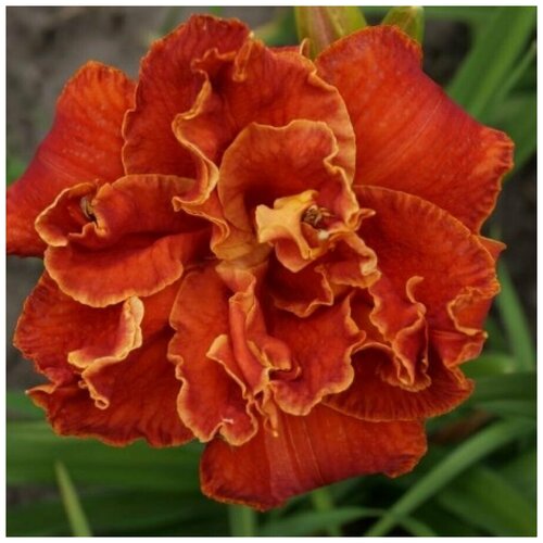  629     (Hemerocallis) /10-20 ./1 /2/ ()