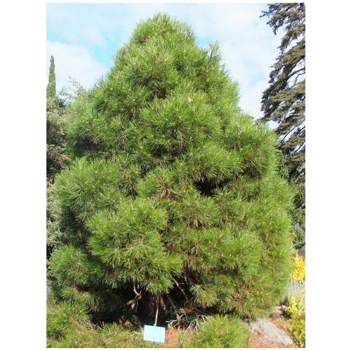  360    () / Pinus nigra pallasiana, 50 