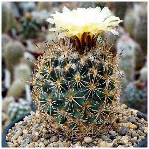  350     Coryphantha potosiana PAR-15 10 .