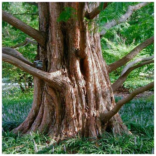  250  (. Metasequoia glyptostroboides)  25