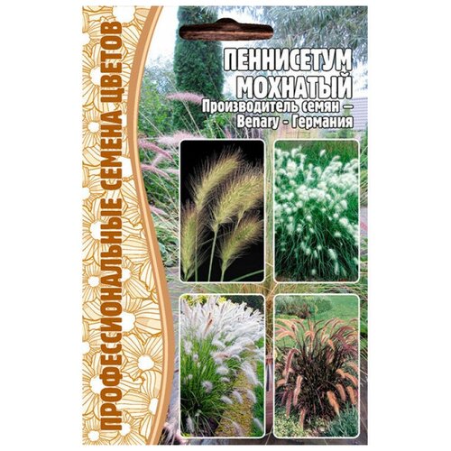  194    (Pennisetum villosum) (10 )