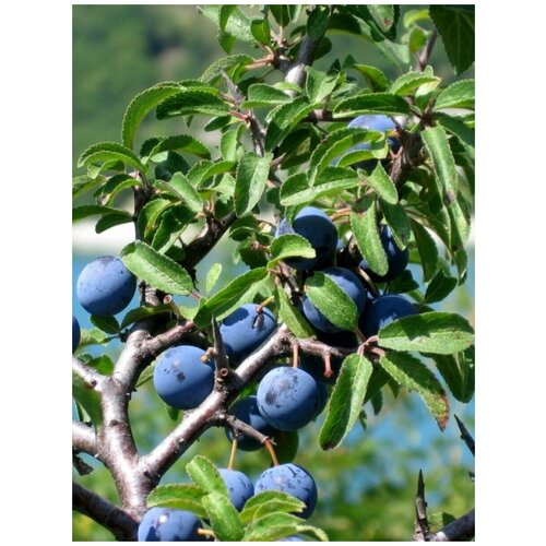  405  Ҹ ( ) / Prunus spinosa, 10 