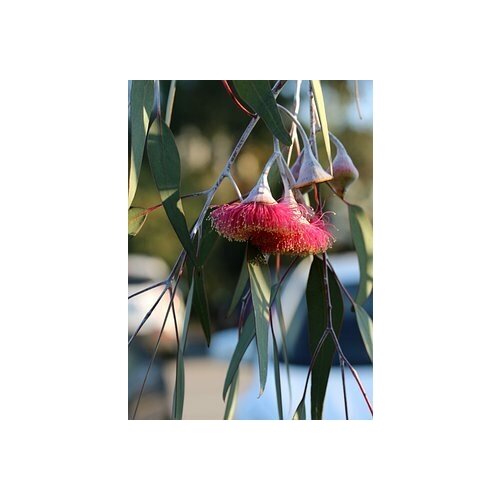  490   -   -   (. Eucalyptus hybrida)  500