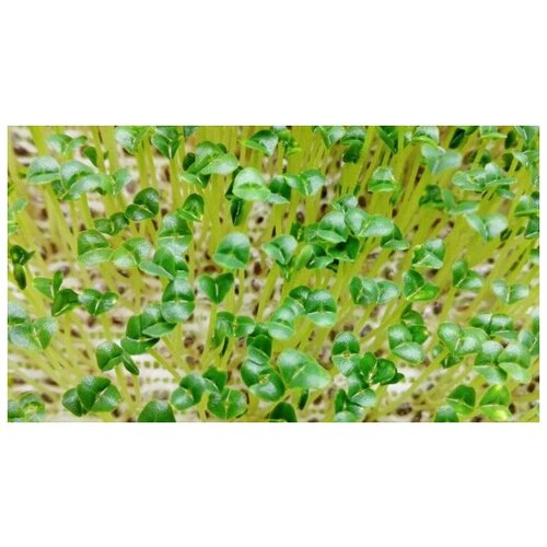  370   (. Salvia hispanica)  250