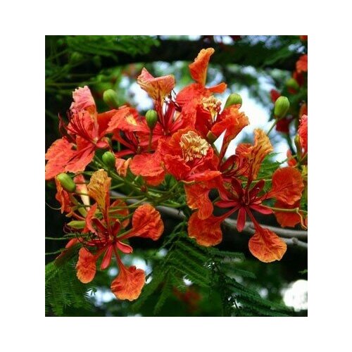  390   -   (. Delonix Regia)  15