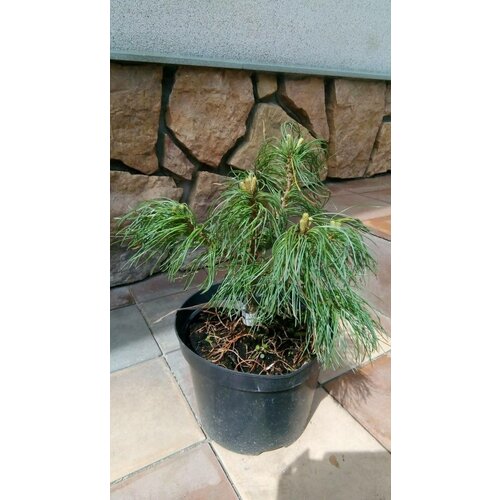  4590    ʸ. -20 Pinus strobus Tiny Curls
