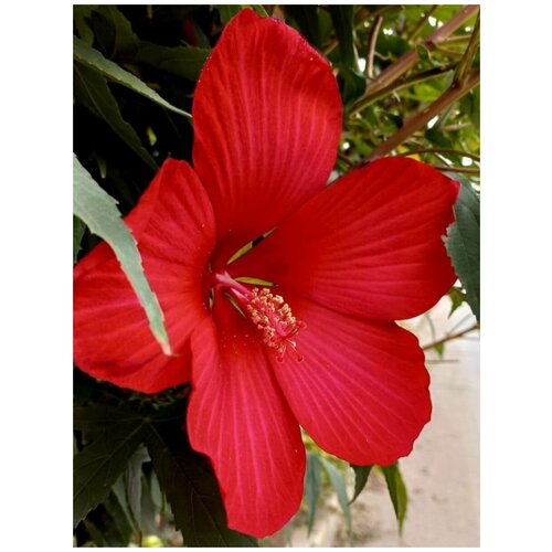  360     () / Hibiscus herbaceous, 10 