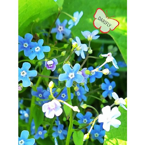  2083   (, Brunnera macrophylla)   , , , , 3 