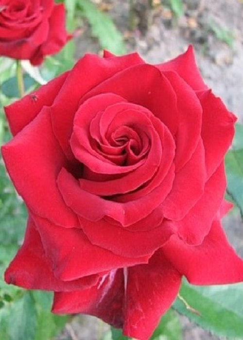 купить Роза чайно-гибридная Лавли Ред 1 шт, цена 329 рубл