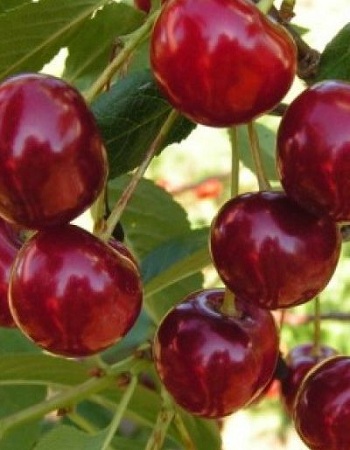 469   (Prunus cerasus) 1 