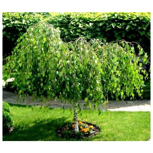     (. Betula pendula 'Youngii')  100,  330 