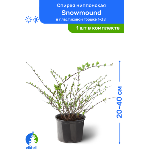 купить 1295р Спирея ниппонская Snowmound (Сноумаунд) 20-40 см в пластиковом горшке 1-3 л, саженец, лиственное живое растение