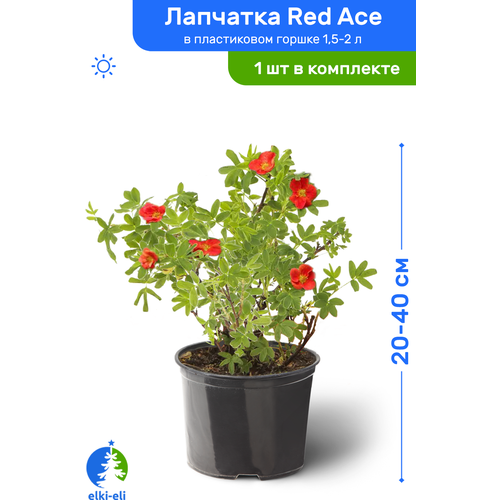 купить 1871р Лапчатка Red Ace (Рэд Айс) 20-40 см в пластиковом горшке 1,5-2 л, саженец, лиственное живое растение