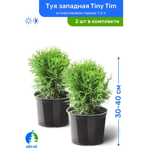 купить 5690р Туя западная Tiny Tim (Тини Тим) 30-40 см в пластиковом горшке 1-2 л, саженец, хвойное живое растение, комплект из 2 шт