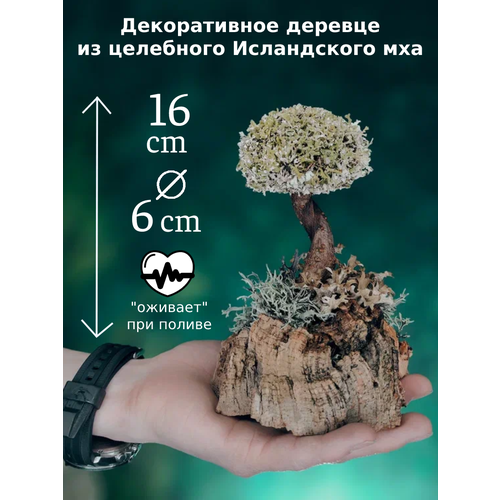 ������ 1800� ��� ��� ������ ����, ���������, ����, �����, �������� / ������ ������������� �� ����������� ��� ��������, 16 ��