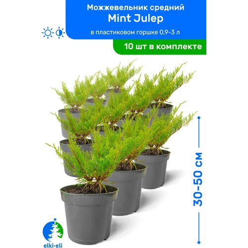 купить 9990р Можжевельник средний Mint Julep (Минт Джулеп) 30-50 см в пластиковом горшке 0,9-3 л, саженец, хвойное живое растение, комплект из 10 шт