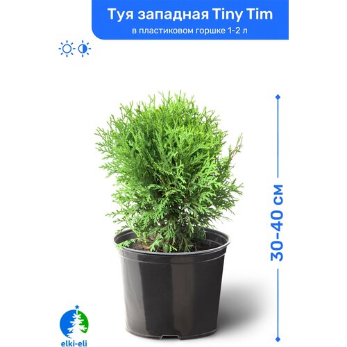 купить 2945р Туя западная Tiny Tim (Тини Тим) 30-40 см в пластиковом горшке 1-2 л, саженец, хвойное живое растение