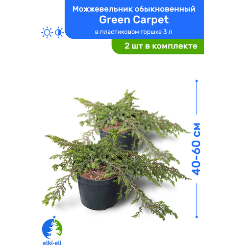купить 5100р Можжевельник обыкновенный Green Carpet (Грин Карпет) 40-60 см в пластиковом горшке 3 л, саженец, хвойное живое растение, комплект из 2 шт