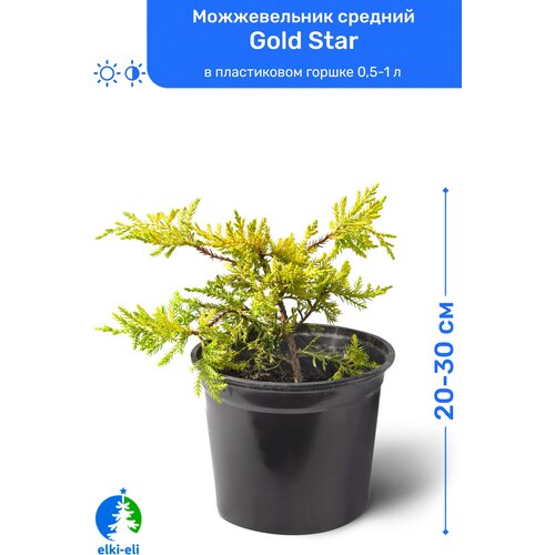 купить 1295р Можжевельник средний Gold Star (Голд Стар) 20-30 см в пластиковом горшке 0,5-1 л, саженец, хвойное живое растение