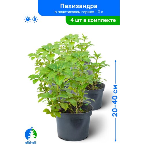 купить 3180р Пахизандра 20-40 см в пластиковом горшке 1-3 л, саженец, лиственное живое растение, комплект из 4 шт