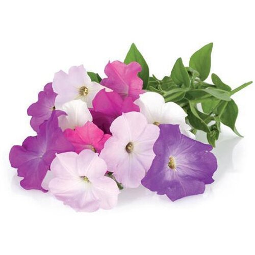  2690 Click And Grow   Click And Grow Petunia 3 .    Click And Grow 