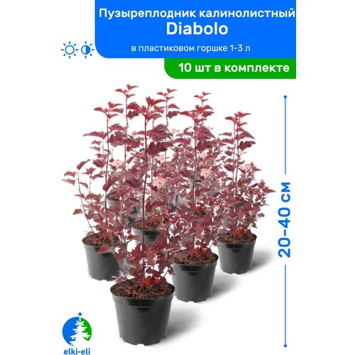 купить 6250р Пузыреплодник калинолистный Diabolo (Дьяболо) 20-40 см в пластиковом горшке 1-3 л, саженец, лиственное живое растение, комплект из 10 шт