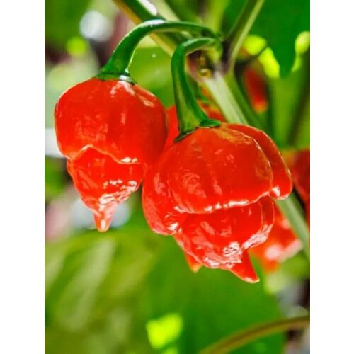  351    Trinidad scorpion red (  ), 5 