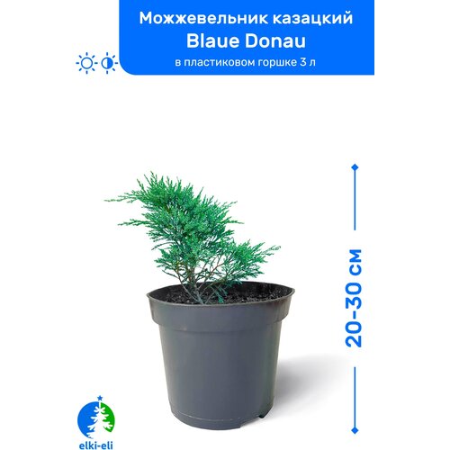 купить 1295р Можжевельник казацкий Blaue Donau (Блю Донау) 20-30 см в пластиковом горшке 0,9-3 л, саженец, хвойное живое растение