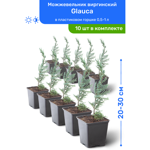 купить 9950р Можжевельник виргинский Glauca 20-30 см в пластиковом горшке 0,5-1 л, саженец, хвойное живое растение, комплект из 10 шт