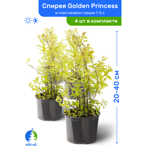 купить 4380р Спирея японская Golden Princess (Голден Принцесс) 20-40 см в пластиковом горшке 1-3 л, саженец, лиственное живое растение, комплект из 4 шт