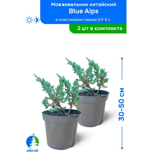 купить 4100р Можжевельник китайский Blue Alps (Блю Альпс) 30-50 см в пластиковом горшке 0,9-3 л, саженец, хвойное живое растение, комплект из 2 шт