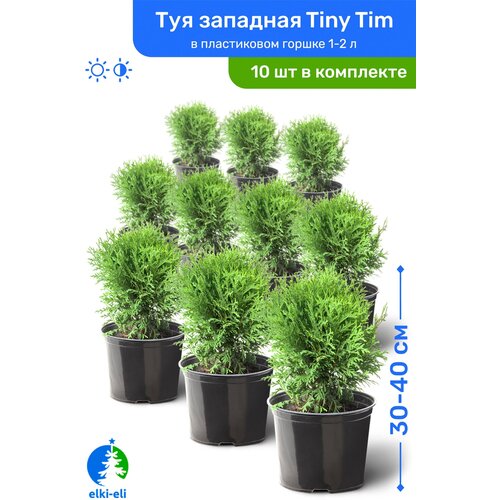 купить 25450р Туя западная Tiny Tim (Тини Тим) 30-40 см в пластиковом горшке 1-2 л, саженец, хвойное живое растение, комплект из 10 шт