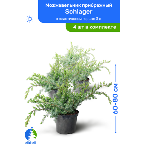 купить 14600р Можжевельник прибрежный Schlager (Шлягер) 60-80 см в пластиковом горшке 3 л, саженец, хвойное живое растение, комплект из 4 шт