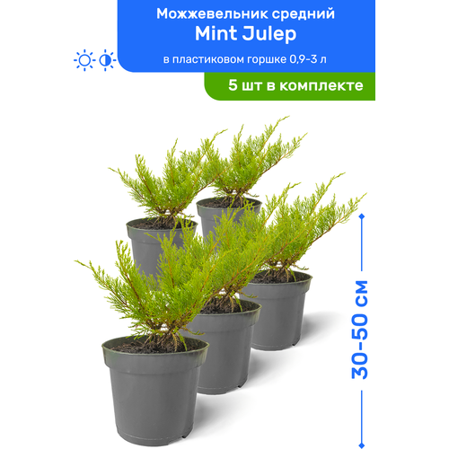 купить 5495р Можжевельник средний Mint Julep (Минт Джулеп) 30-50 см в пластиковом горшке 0,9-3 л, саженец, хвойное живое растение, комплект из 5 шт