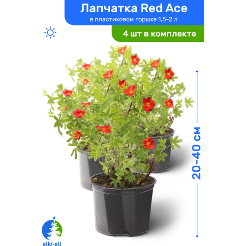 купить 4543р Лапчатка Red Ace (Рэд Айс) 20-40 см в пластиковом горшке 1,5-2 л, саженец, лиственное живое растение, комплект из 4 шт