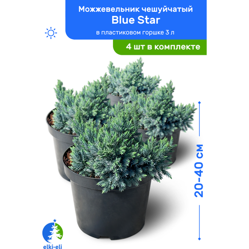купить 9400р Можжевельник чешуйчатый Blue Star (Блю Стар) 20-40 см в пластиковом горшке 3 л, саженец, хвойное живое растение, комплект из 4 шт