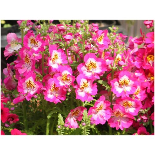    -  (. Schizanthus wisetonensis)  30,  350 