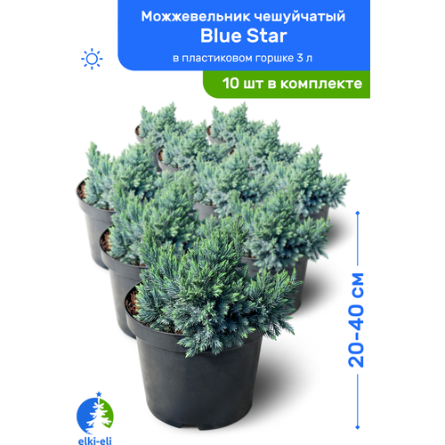 купить 21500р Можжевельник чешуйчатый Blue Star (Блю Стар) 20-40 см в пластиковом горшке 3 л, саженец, хвойное живое растение, комплект из 10 шт
