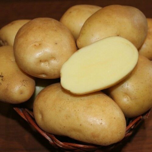 купить Картофель семенной Гулливер (2 кг), цена 500 рубл