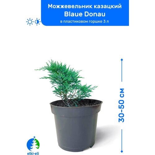 купить 2150р Можжевельник китайский Blue Alps (Блю Альпс) 30-50 см в пластиковом горшке 0,9-3 л, саженец, хвойное живое растение