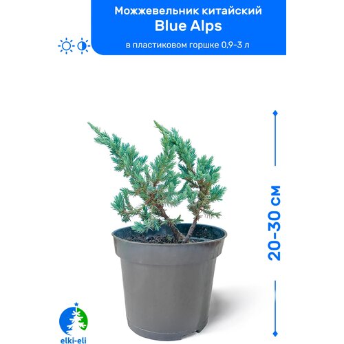 купить 1295р Можжевельник китайский Blue Alps (Блю Альпс) 20-30 см в пластиковом горшке 0,9-3 л, саженец, хвойное живое растение