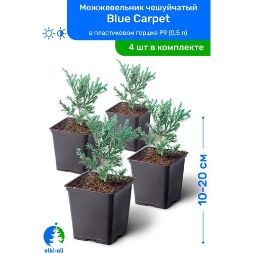 купить 3980р Можжевельник чешуйчатый Blue Carpet (Блю Карпет) 10-20 см в пластиковом горшке P9 (0,5 л), саженец, хвойное живое растение, комплект из 4 шт